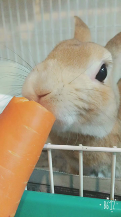 おやつ♡の記事動画