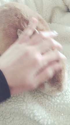ぬくぬく♪動画の記事動画