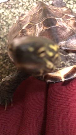 可愛いよ(๑>◡<๑)の記事動画