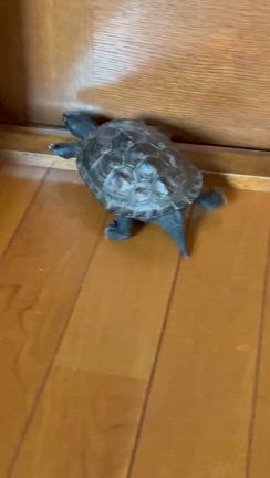 動画の続きの記事動画