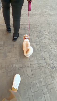 わんこと一緒にアウトレットの記事動画