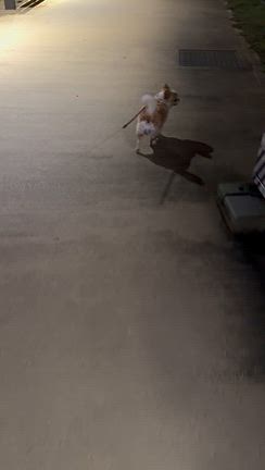 わんこと一緒にアウトレットの記事動画