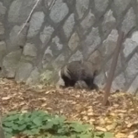 はぐれた翌日の昼、動画撮影に成功。の画像