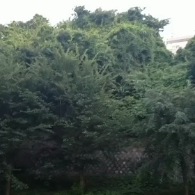 蝉の鳴き声の画像