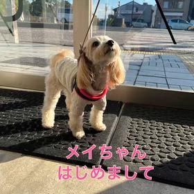 はじめましての画像