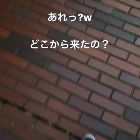 亀⁈の画像