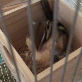 キッキの動画ʕ•ᴥ•ʔ༄♡の画像