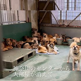 茨城県動物指導センターの画像