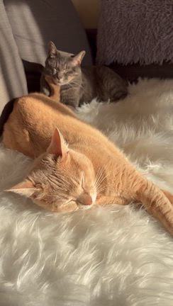 【猫飼いあるある】ボロボロになったソファ…自力で直してみた！の記事動画