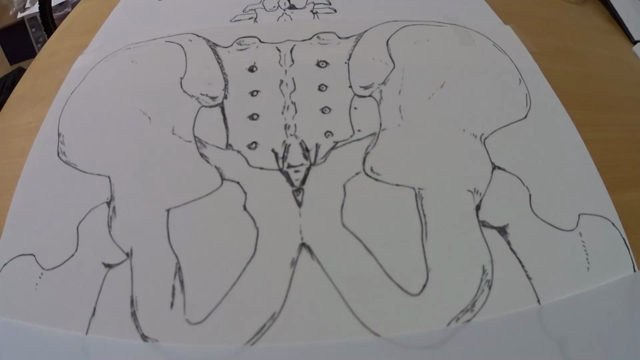 ♯リタジネン解剖学講座の資料作り♯リタジネン等身大タオルにも使用♯大殿筋♯手描きの記事動画