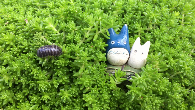 緑とトトロとダンゴムシ王蟲  今日は初開催のふくらはぎケア講座の記事動画
