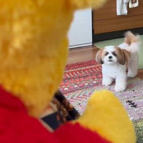 プーさん vs イッヌの画像