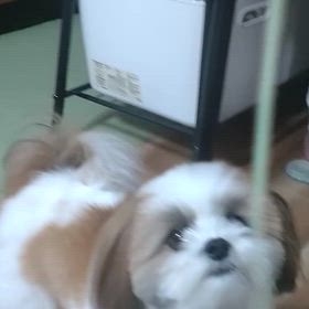 そうめん大好き（笑）の画像