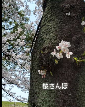60歳56歳の夫婦の時間　桜さんぽ 旦那と近所の公園への記事動画
