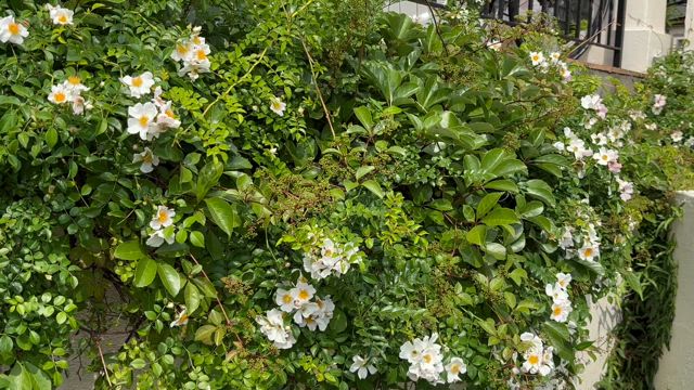 【思い出】5月母の日5回目の命日の記事動画