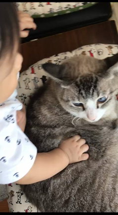 子守り猫の記事動画