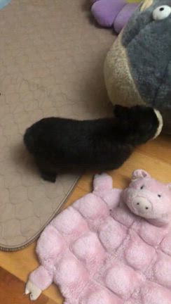 猛暑日の昼寝・熱中症対策に凍らせたペットボトルの記事動画