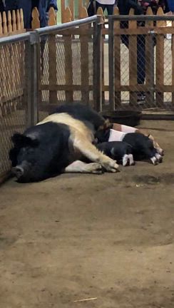 LA County Fair 2025の記事動画