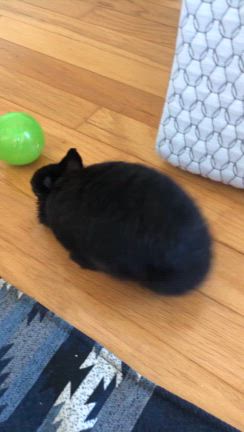献血の日・うさぎのボール遊び・ハチドリの記事動画