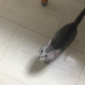 ジャンプ得意！✨の画像
