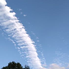 竜のしっぽ？の画像