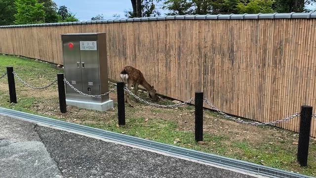 産まれて直ぐの子鹿。の記事動画