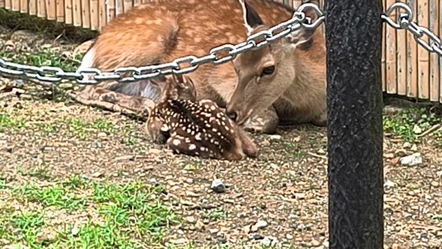 産まれて直ぐの子鹿。の記事動画