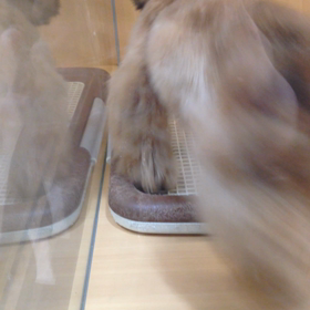 かわいこちゃんの動画もどーぞ！の画像