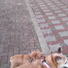 お散歩どーがの画像