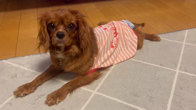ミエちゃんのお散歩チャレンジの記事動画