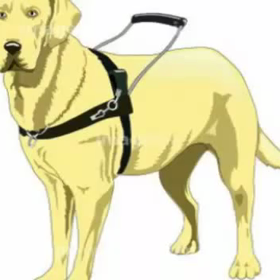 『盲導犬ものがたり』泣けます！の画像