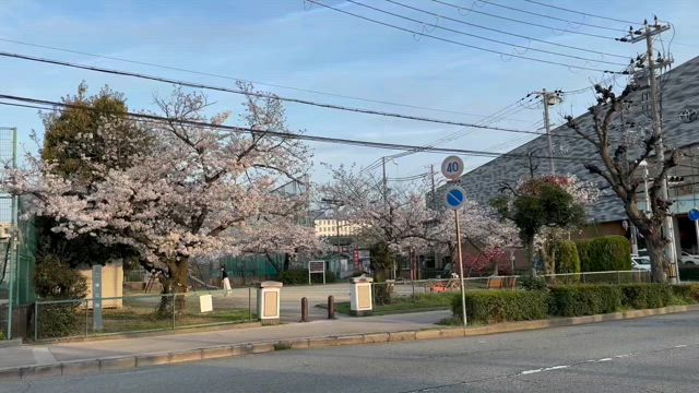 兵庫県西宮市の桜の記事動画