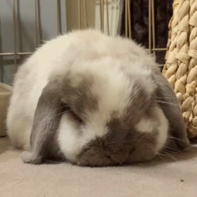 忙しいってありがたいの画像