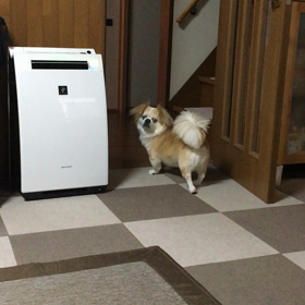 ダウンしたの画像