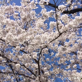SAKURA♡の画像