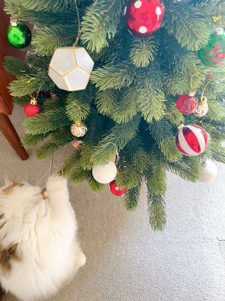 クリスマス準備とパスワード整理の記事動画
