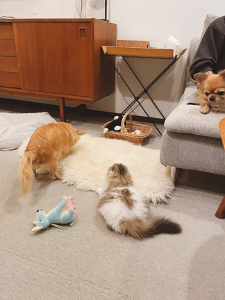 【片づけ】自分が一番片付けやすい仕組みづくり♪の記事動画