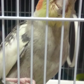 ふーで～す。の画像