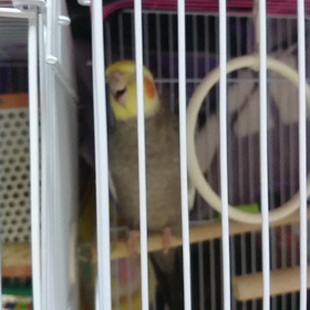 甘え鳴きの画像