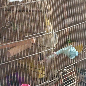 家でペット飼ってる？の画像