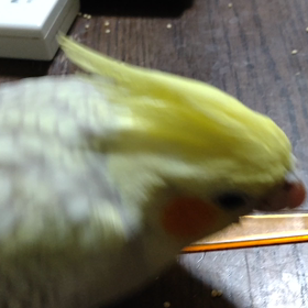 今日は虫の日の画像