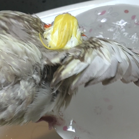 春なのね。。。の画像