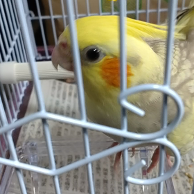 今日はシュークリームの日の画像