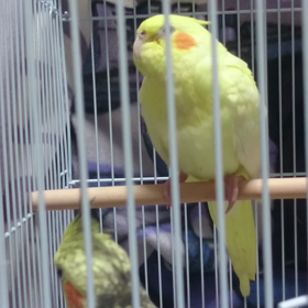 甘えなきの画像