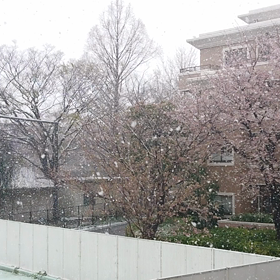 家の中で、一番片付けたい場所は？　と、雪。の画像