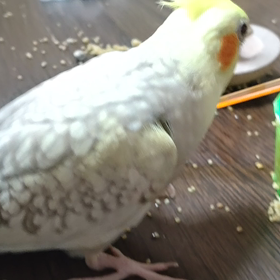 今日はコナモンの日の画像