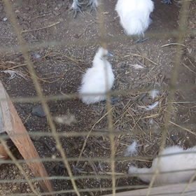 今日はにわとりの日の画像