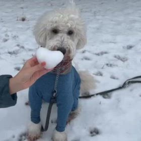 初雪♪の画像
