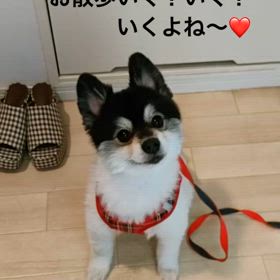 お散歩いく？の画像