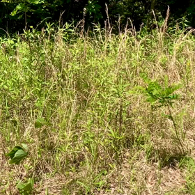 草刈りの画像